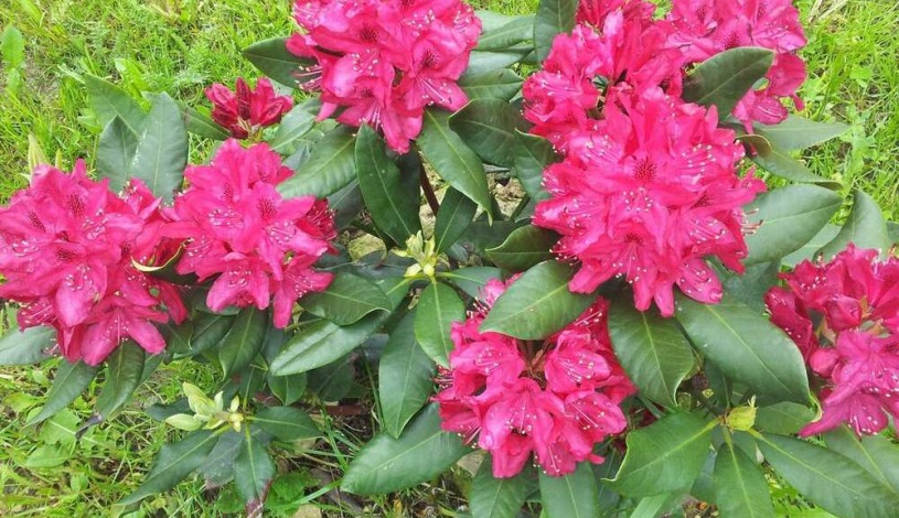 Penzion PIANO RANCH Mladá Boleslav